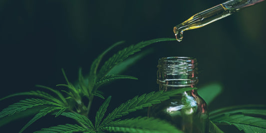 Hemp vs CBD
