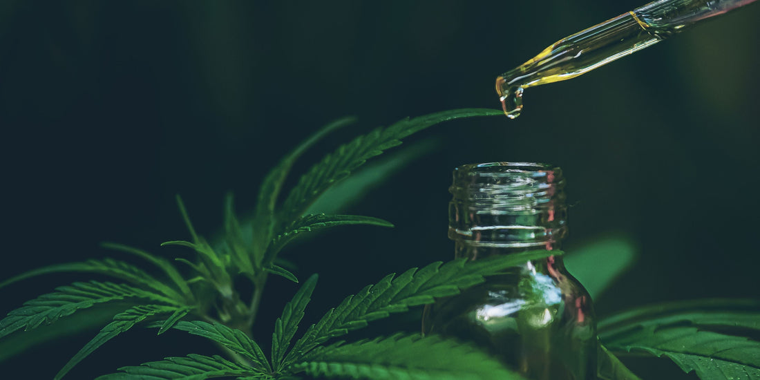 Hemp vs CBD