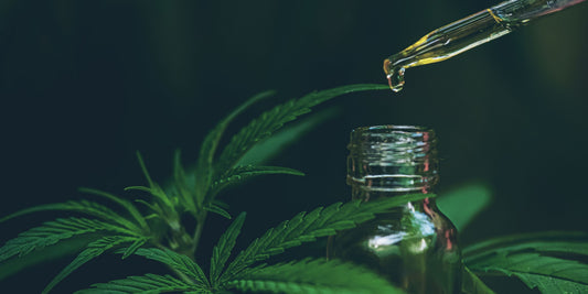 Hemp vs CBD