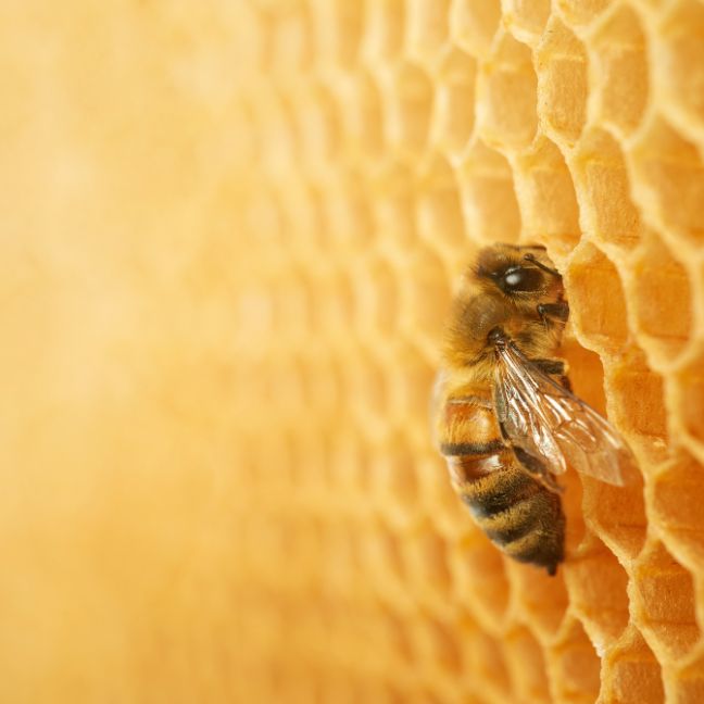 Organic beeswax