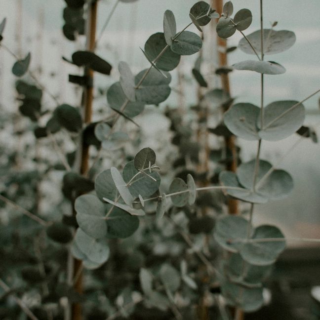 Eucalyptus oil
