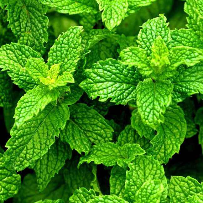 Peppermint oil